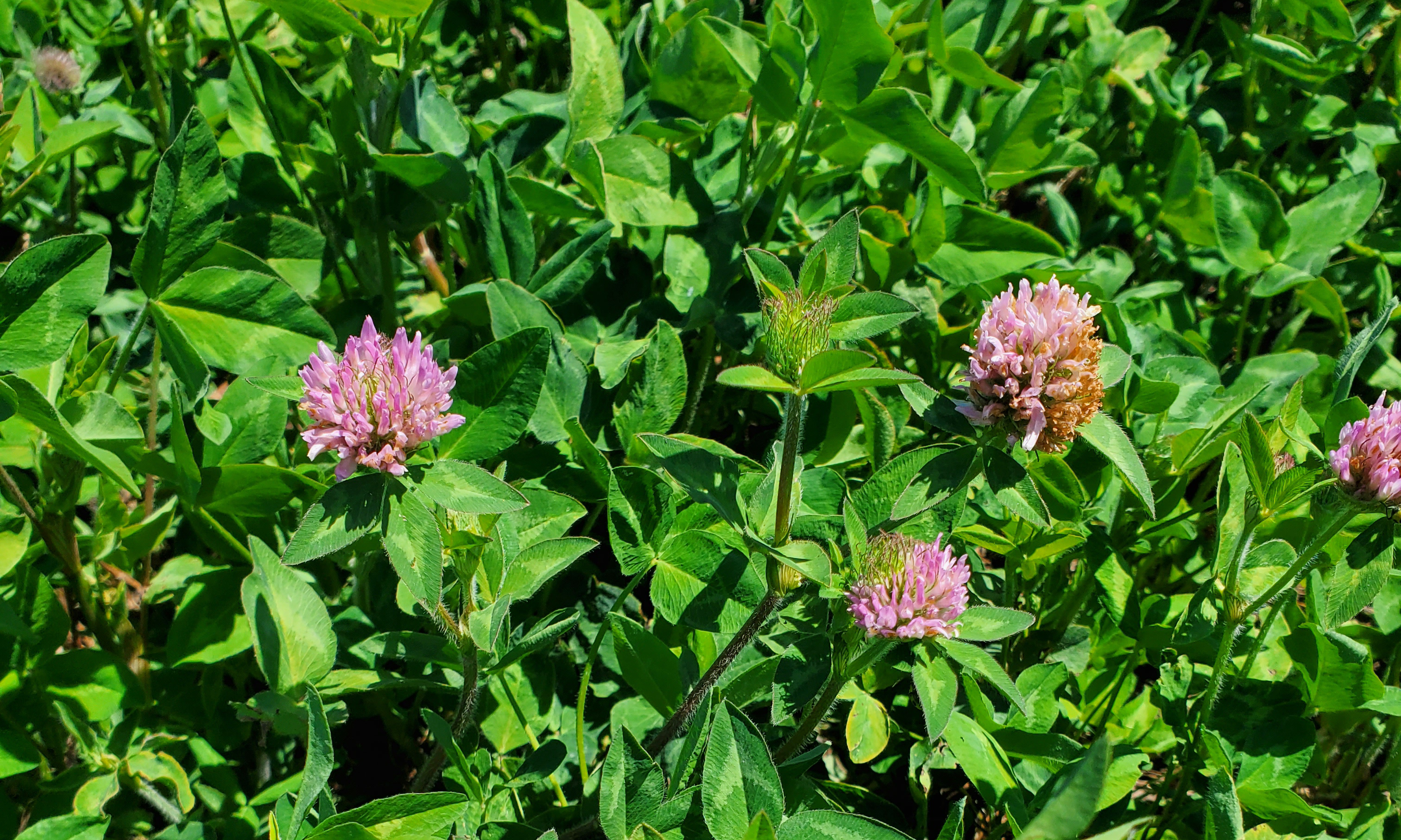 GA-9908 Red Clover Medium Red Clover | Southeast AgriSeeds