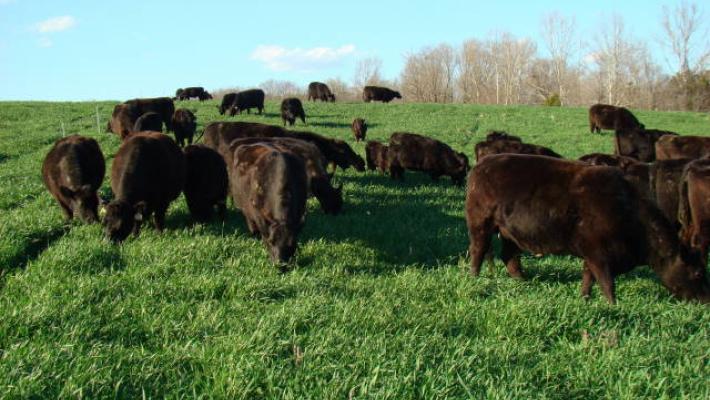 Beef cows grazing triticale plus