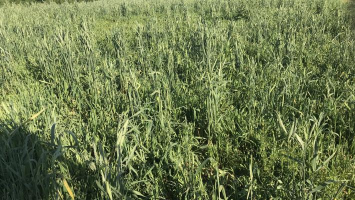 Cosaque oats triticale peas