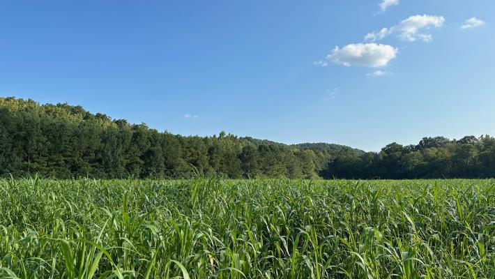 Summer Breeze