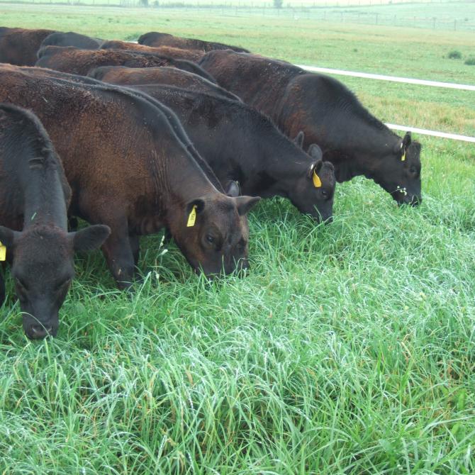 Cows grazing orchardgrass