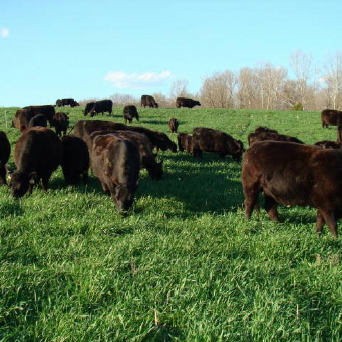 Beef cows grazing triticale plus