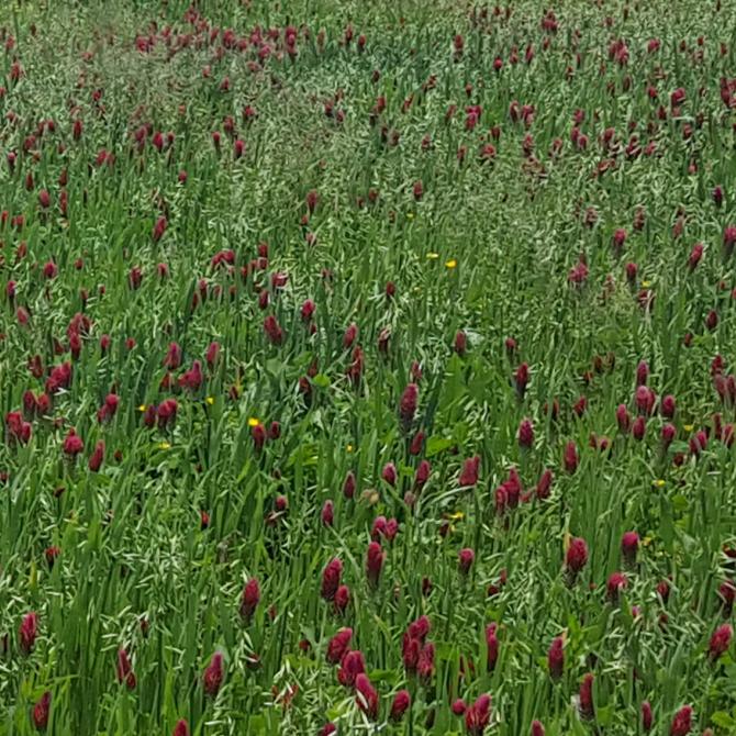 A field showing a legume mixture.