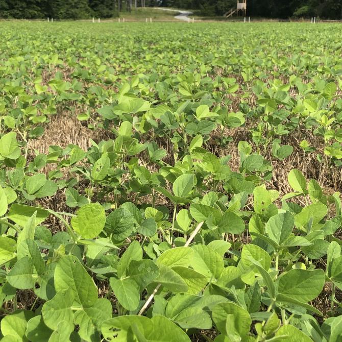 Derry Forage Soybeans in a field