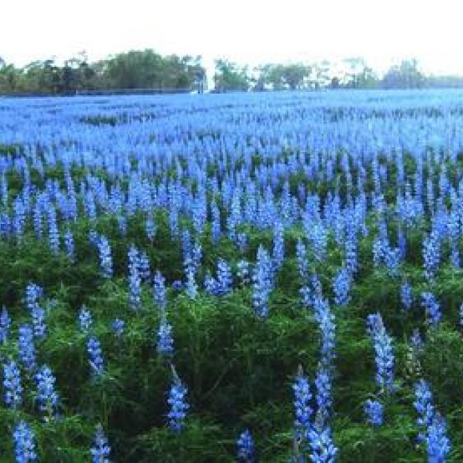 Blue Lupin in a field