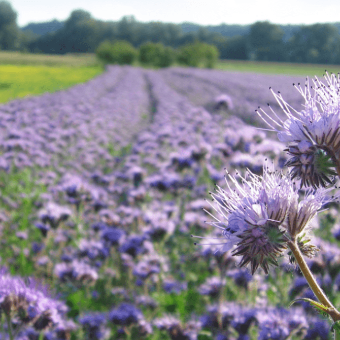 Purple phacelia field in full bloom, with delicate lavender flower heads in the foreground and rows of blossoms stretching toward distant trees and hills.