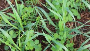 A row of cover crops