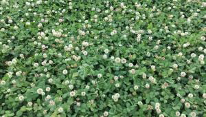A field of white clover.
