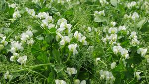 White Flowering Pea Plants