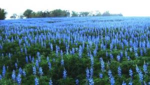 Blue Lupin in a field