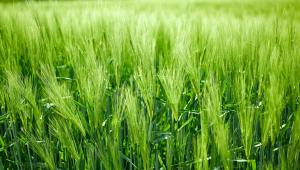 Barley field