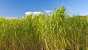 field of switchgrass