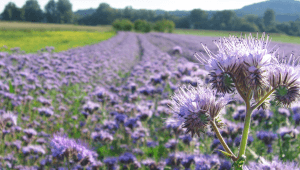 Purple phacelia field in full bloom, with delicate lavender flower heads in the foreground and rows of blossoms stretching toward distant trees and hills.