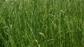 Timothy Rise Farm Timothy | Southeast AgriSeeds