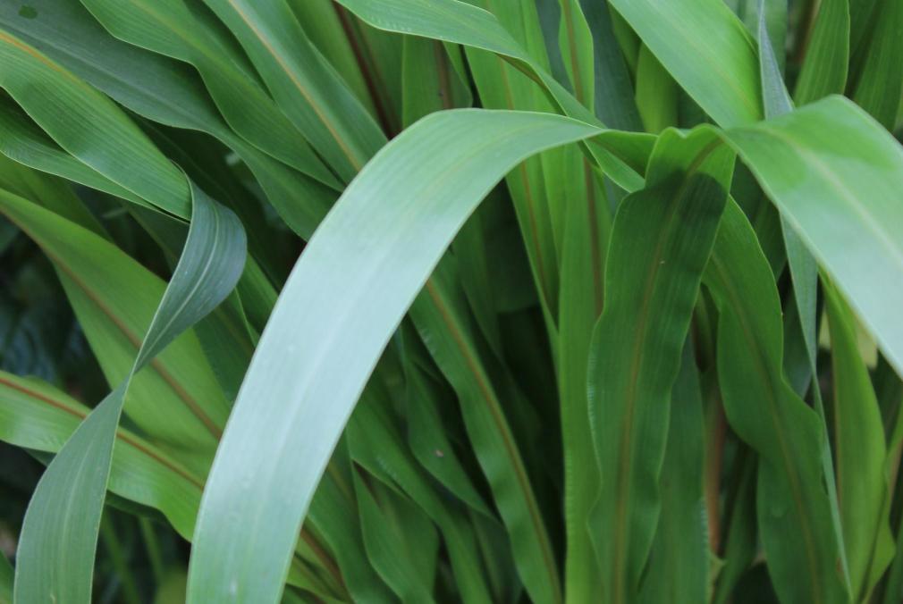 Millet Southeast AgriSeeds