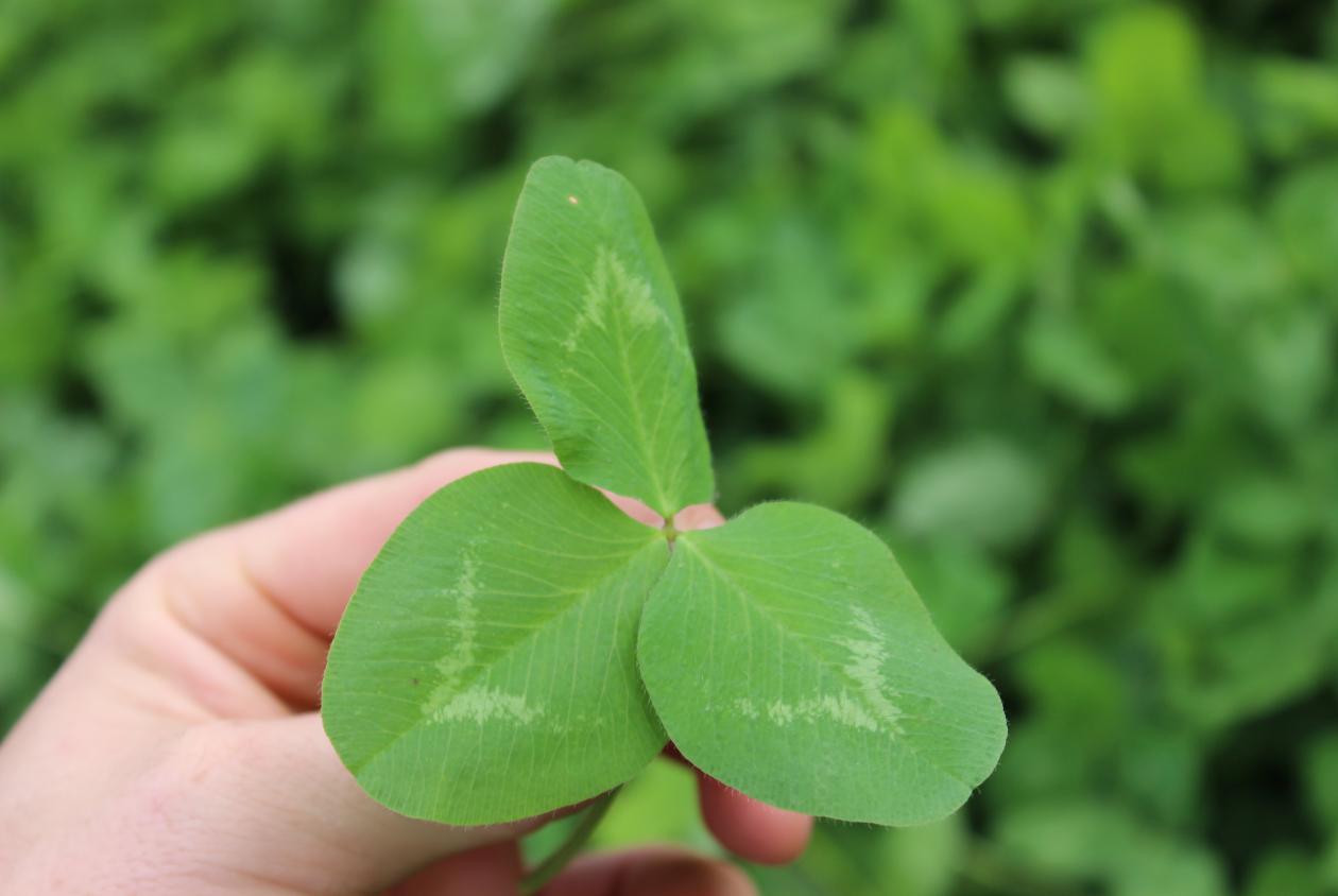 Perennial Clovers Southeast AgriSeeds