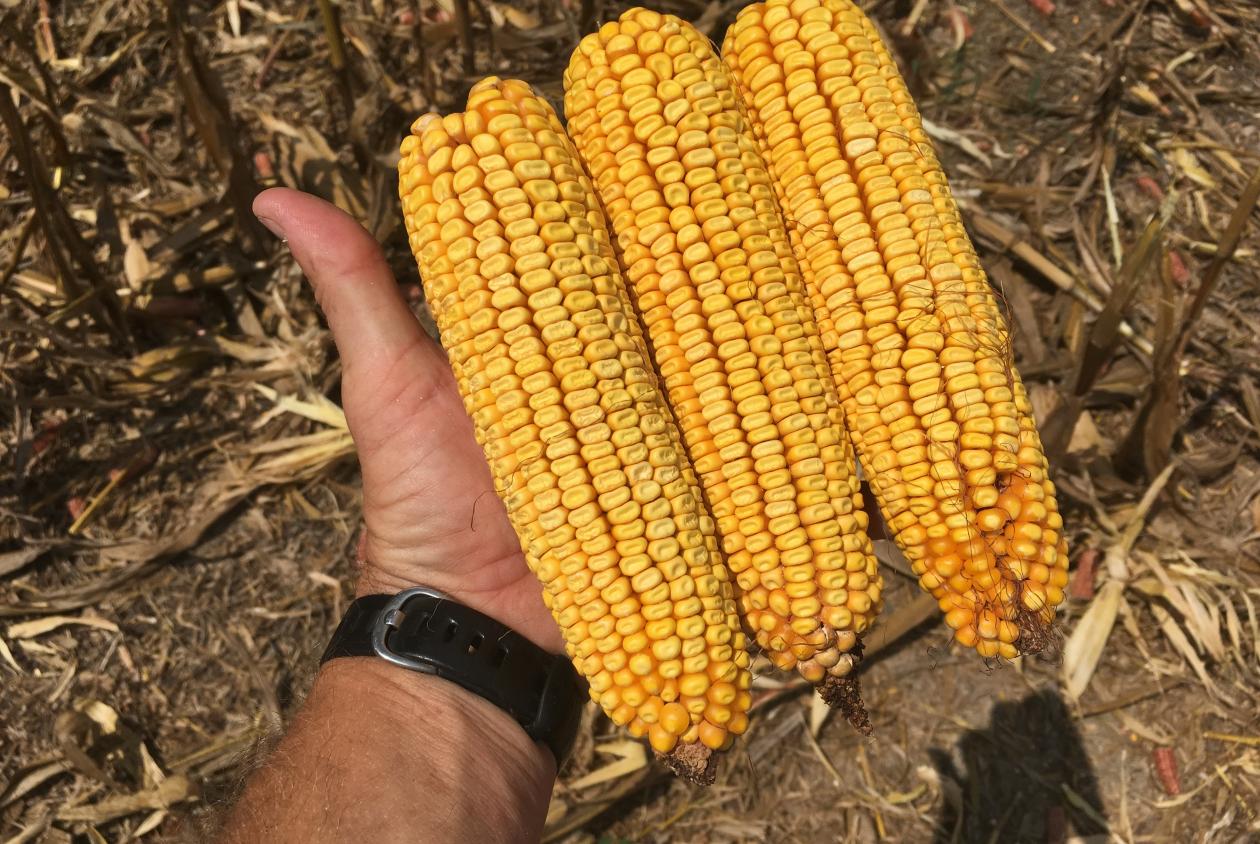 Nontraited corn (nonGMO) Southeast AgriSeeds