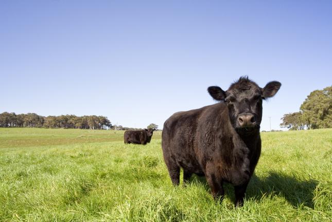 Forages