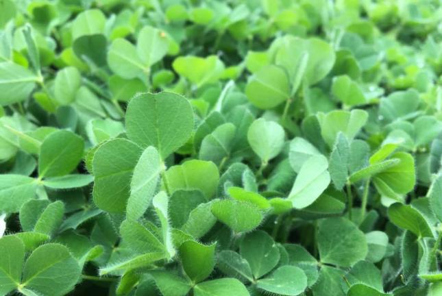 Crimson Clover