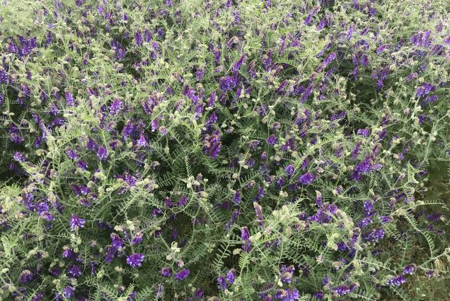 AU Merit Hairy Vetch