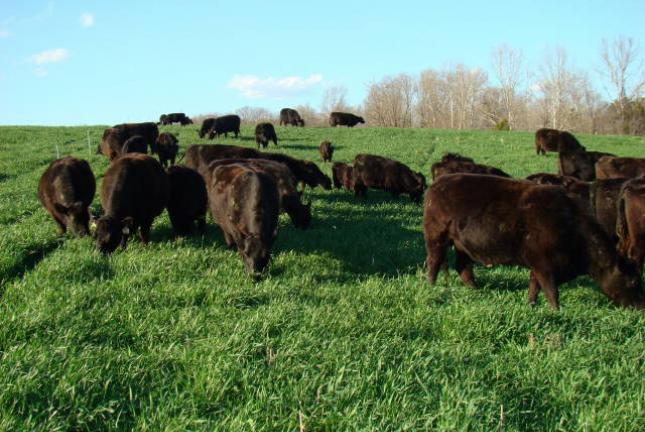 Beef cows grazing triticale plus