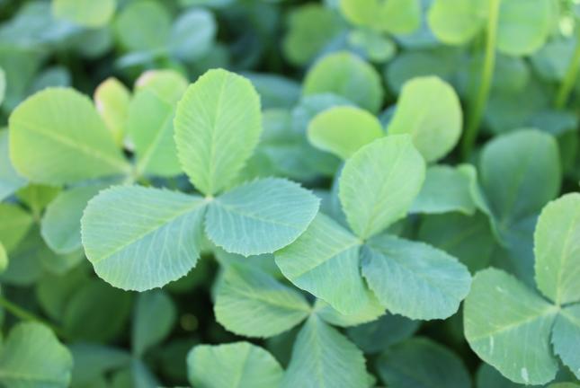 Fixation Balansa Clover