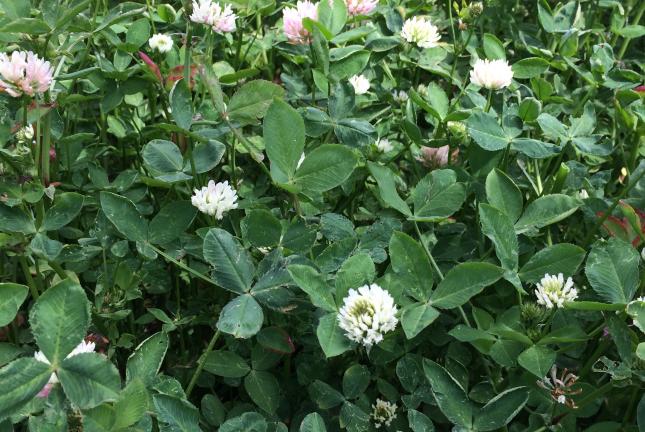 Balansa Clover