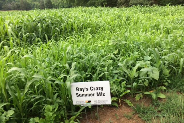 A plot showing Ray's Crazy Summer Mix