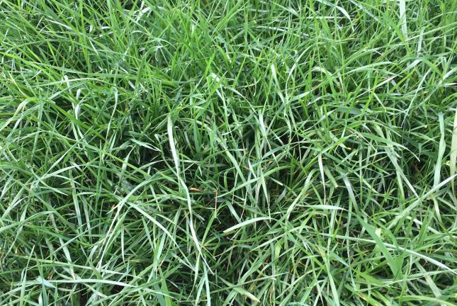 Closeup of annual ryegrass plants