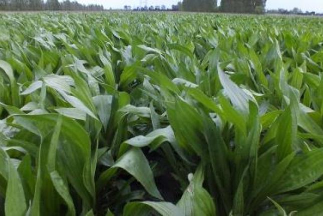 Plantain plants growing in a field