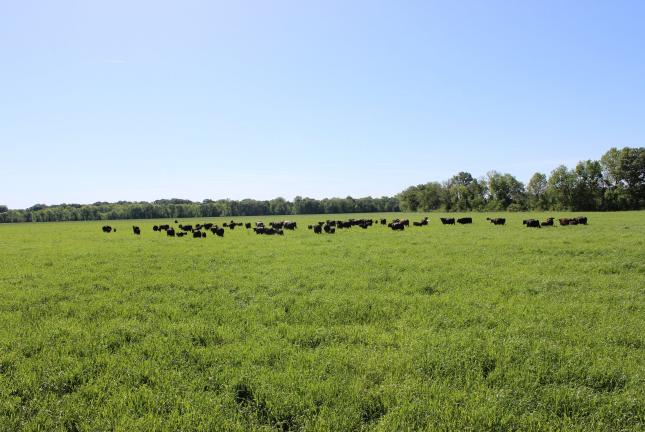 Meroa Italian Ryegrass