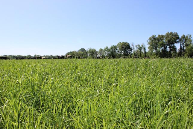 Meroa Italian Ryegrass