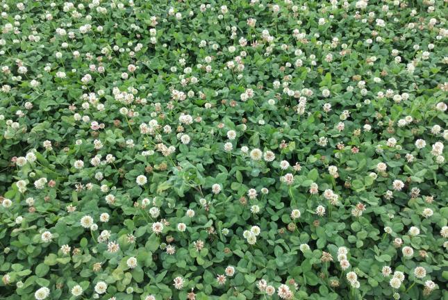 A field of white clover.