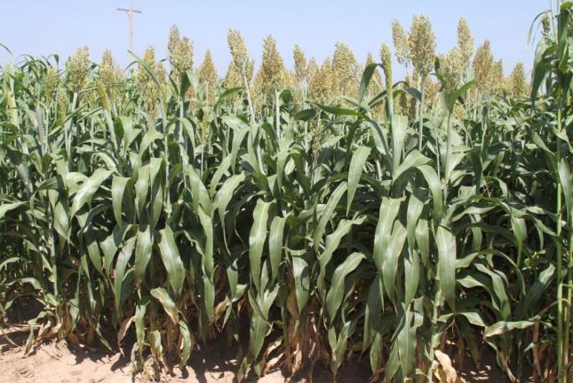 Field of Sorghum