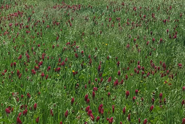 A field showing a legume mixture.