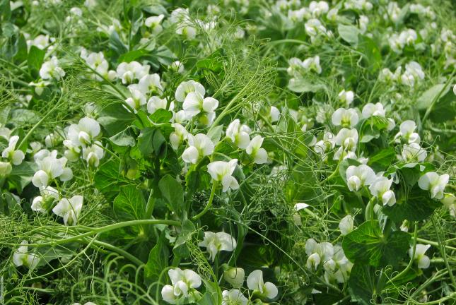 White Flowering Pea Plants