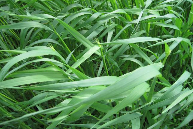 Cereal Rye