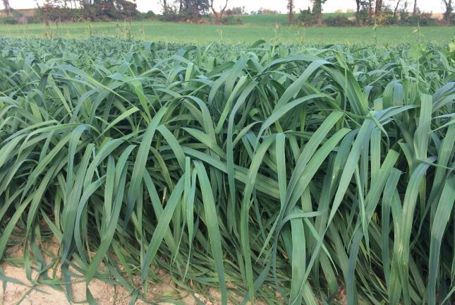 Spring Oats