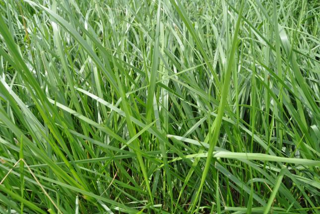 Tall Fescue