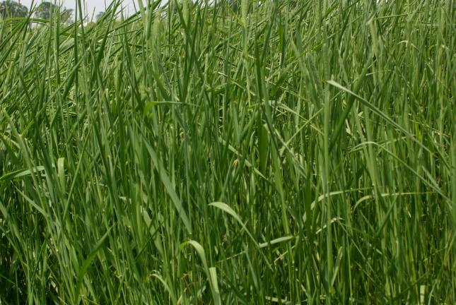 Timothy grass