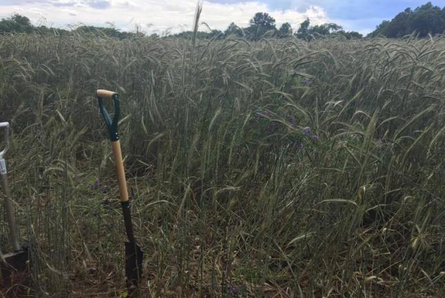 cover crop