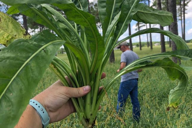 Forbs | Southeast AgriSeeds
