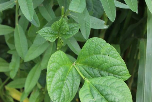 cowpeas