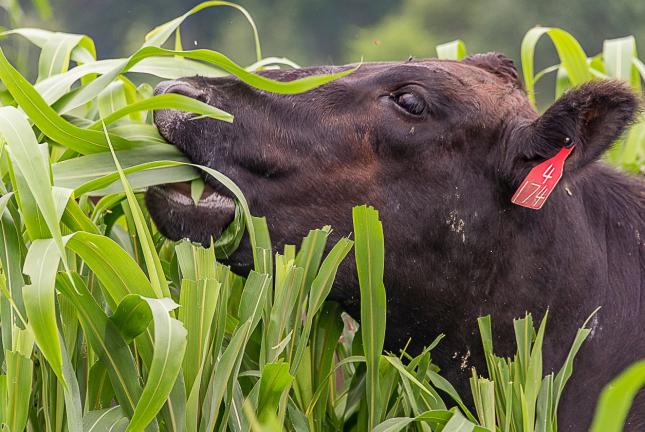 Grazing