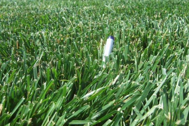 fescue lawn