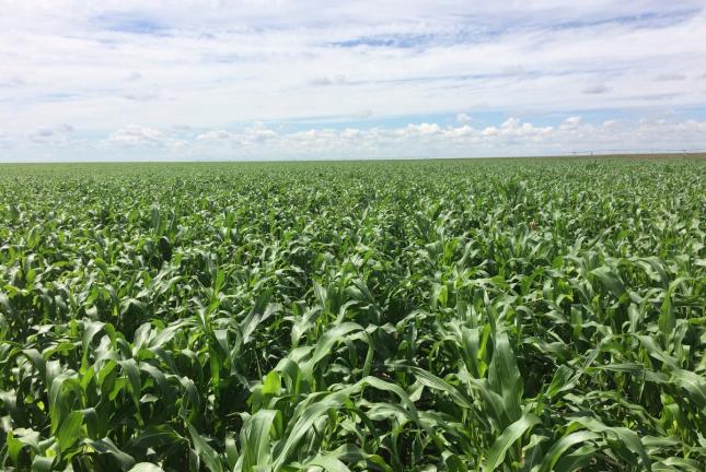 Grazing Corn | Southeast AgriSeeds