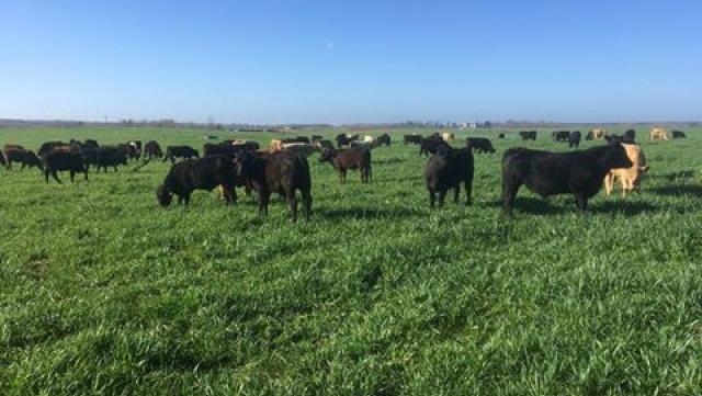 Cattle grazing on ryegrass and oats