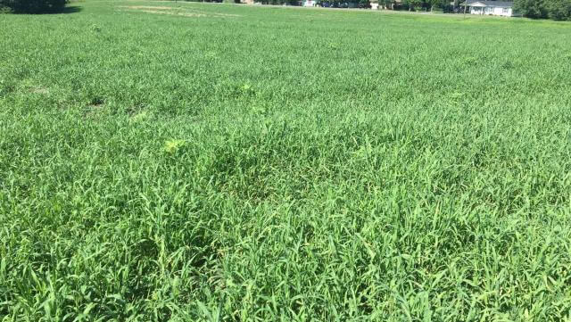 Field of crabgrass