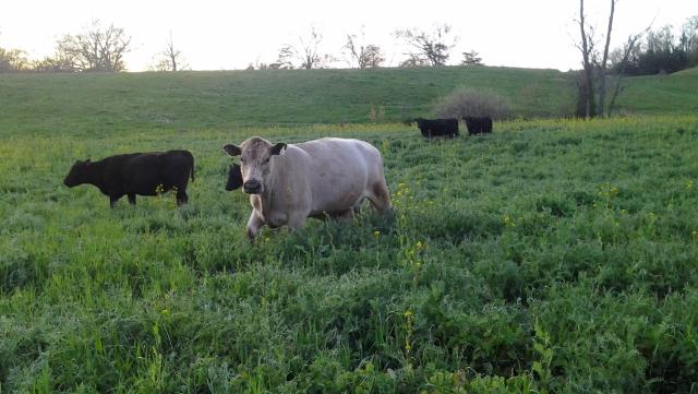 Cows grazing Ray's Crazy Fall Mix