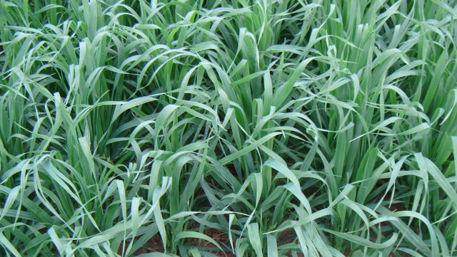A closeup image of Everleaf 126 spring oats